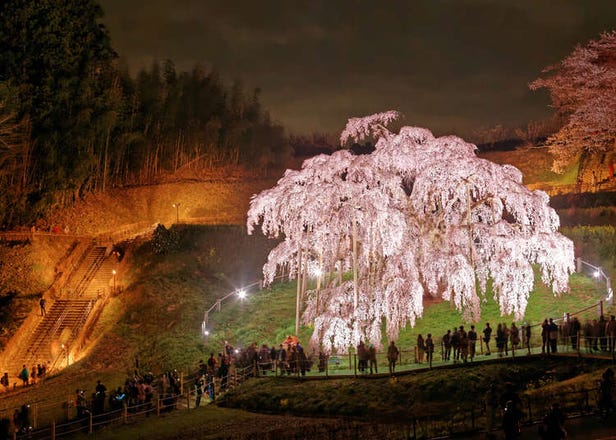 Celebrated for Centuries: The 5 Great Japanese Sakura Trees