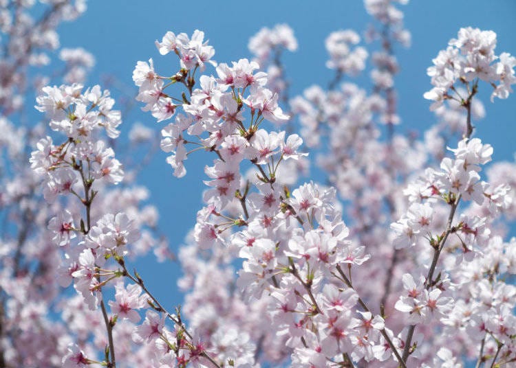 2. Ishitokaba Zakura (Kitamoto, Saitama)