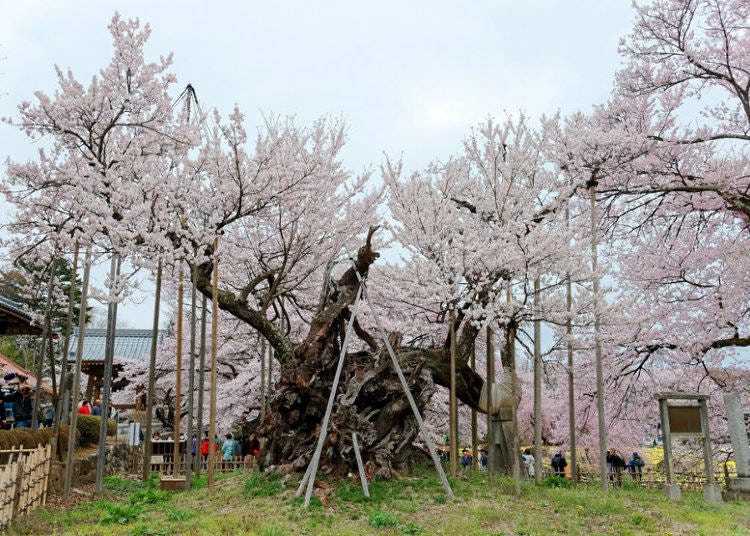 3. Yamataka Jindai Zakura (Hokuto, Yamanashi)