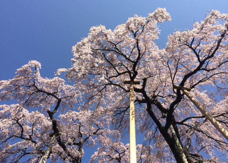 三春滝桜