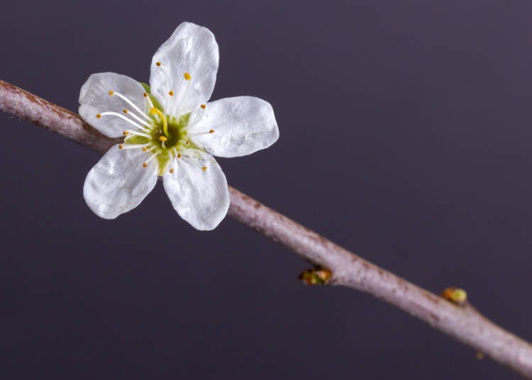 淡墨桜