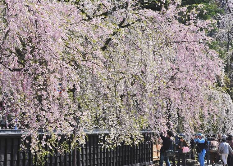 Weeping cherry tree blossoms along Kakunodate Bukeyashiki-dori (Akita)