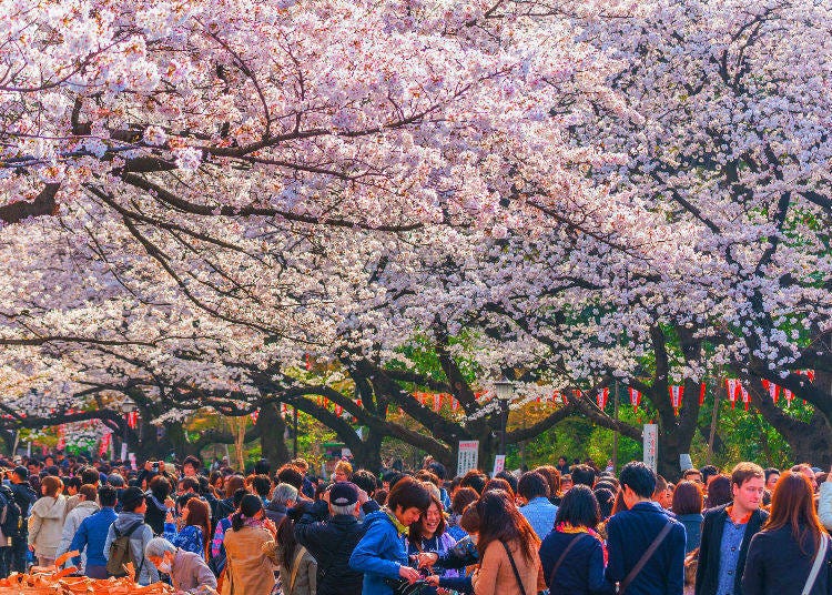 Hanami picnics are a popular pastime in spring (Ueno Park, Tokyo)