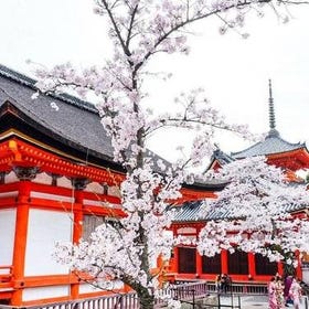 Kyoto: Private & Unique Kyoto Cherry Blossom "Sakura" Experience
Photo: Viator
