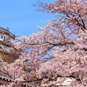 Osaka: Osaka Spring Daytime Cherry Blossom Food Tour
Photo: Viator
