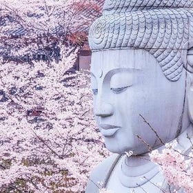 Nara Area: Cherry Blossom Buddha and Mt. Yoshino with Strawberry Picking Tour
Photo: Klook