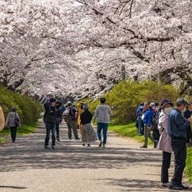Hiroshima Area: Private Hiroshima Cherry Blossom and Sakura Experience
Photo: Viator