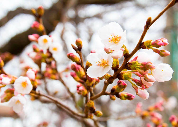 2018年-東京都と各主要都市の開花予報は?