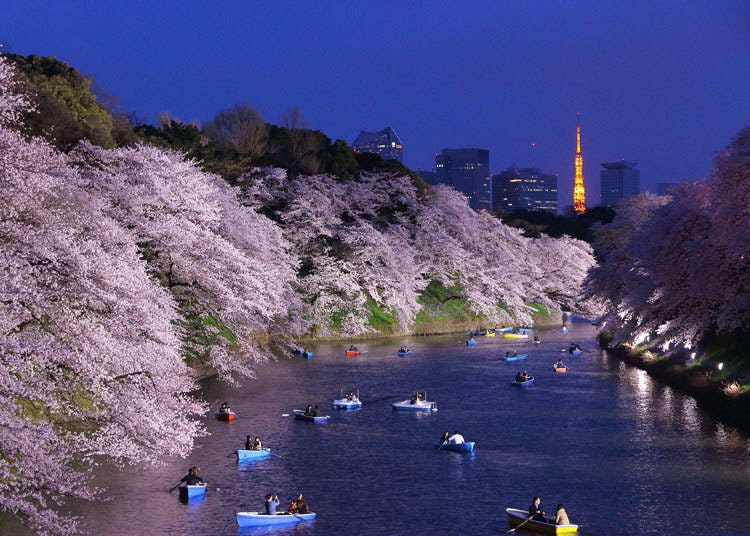 Bunga sakura pada waktu malam di sepanjang Taman Chidorigafuchi (Tokyo)