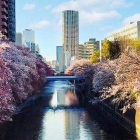Tokyo: Lawatan Berjalan Kaki Bunga Sakura Meguro Tokyo dengan Pemandu Berlesen Foto: Viator