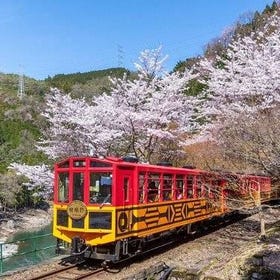 京都： 嵯峨野浪漫小火車櫻花巴士一日遊
照片：Klook
