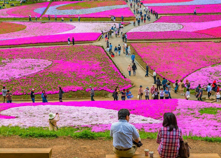 芝桜：丘が淡いピンクに染まる季節