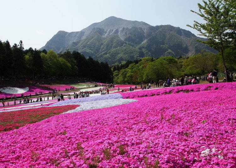 히츠지야마 공원 : 사이타마는 잔디벚꽃(시바자쿠라)의 원더랜드!