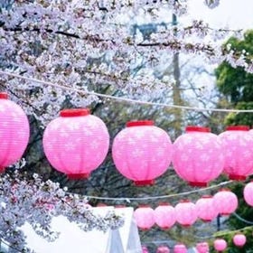 日本の桜まつり