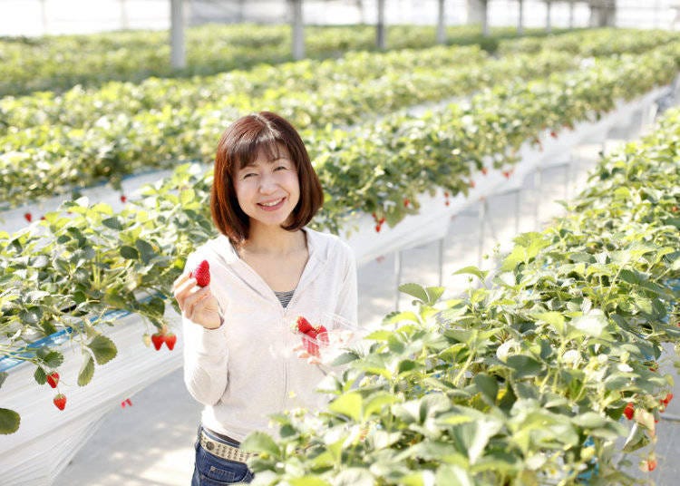 草莓採果