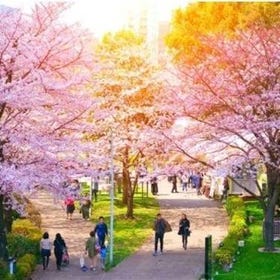 東京12大人氣賞櫻景點：含櫻花種類＆可賞花期間大公開 (上野公園、新宿御苑、目黑川等)