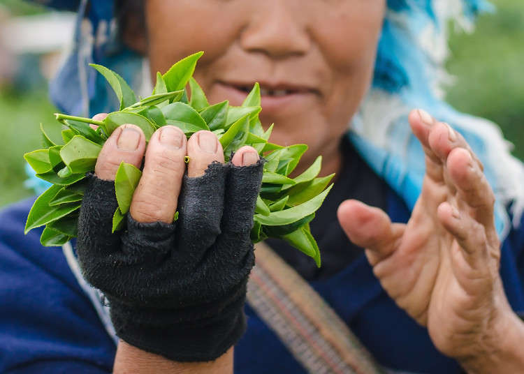 Matcha: How Powdered Green Tea is Produced