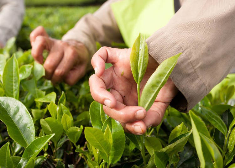 Harvesting the Tea Leaves