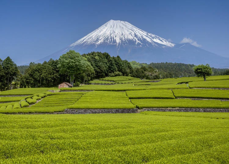 チャノキの栽培