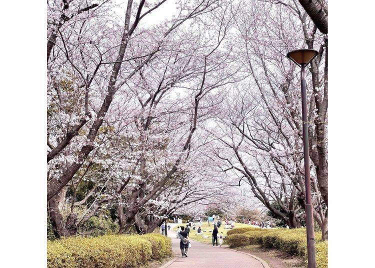 Cherry Blossoms in Full Bloom at Yamashita Park, Yokohama / Photo courtesy of "Ms. Mentaiko's Life and Travel Diary" Facebook Page