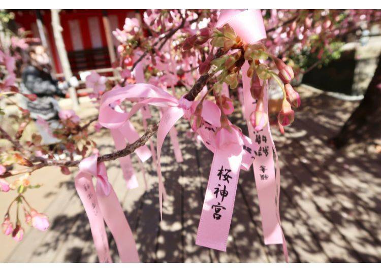 During the blooming season, Sakura Shrine even ties pink ribbons around the cherry blossom branches, which is incredibly cute / Photo courtesy of "Ms. Mentaiko's Travel Diary" Facebook Page