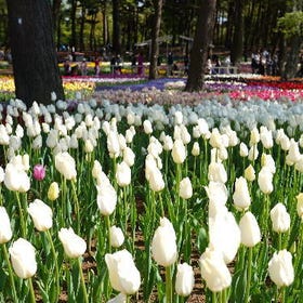 Ibaraki Flower Viewing and Shopping Day Trip
▶ Tap to Book
Image: kkday