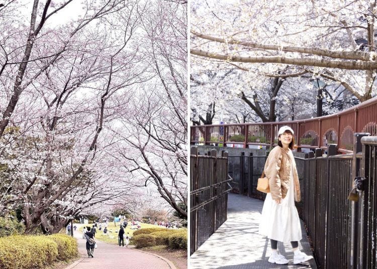 도쿄 봄 여행 - 3월, 4월, 5월 도쿄날씨와 옷차림, 볼거리 정보를 알아보자!