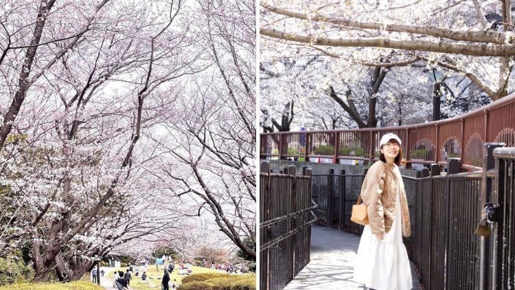 東京春天3月,4月,5月天氣、大人小孩服裝＆景點推薦、櫻花季穿搭等建議 (Feat.明太子小姐生活旅遊日記)