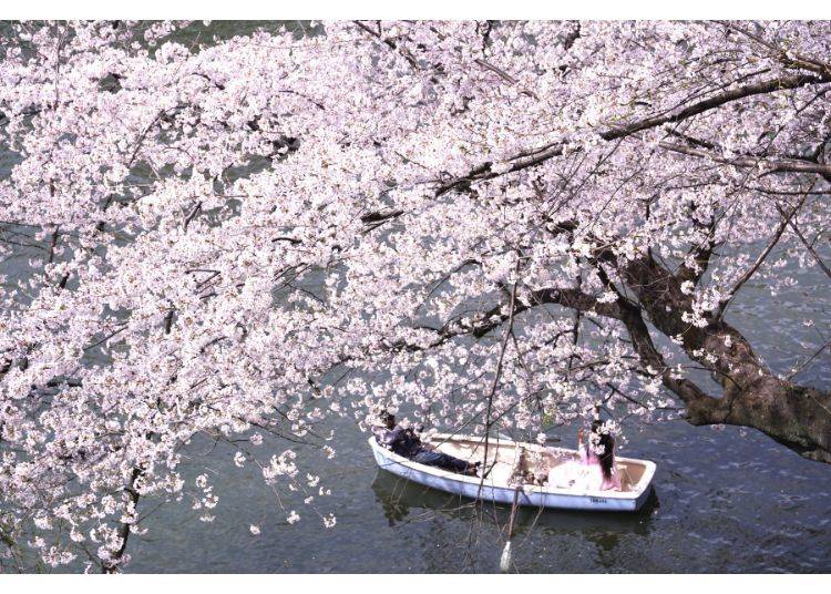 櫻花季的千鳥淵｜照片取自《明太子小姐生活旅遊日記》Facebook