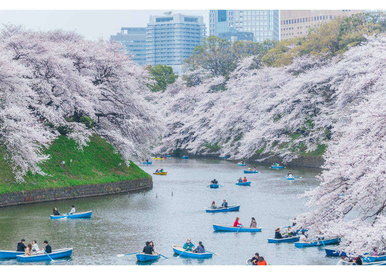 [東京]櫻花最美的角度4選：白雪櫻、一本櫻、水鏡櫻、粉紅隧道櫻