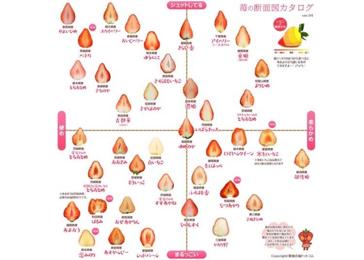 Chart showing Japanese strawberry varieties