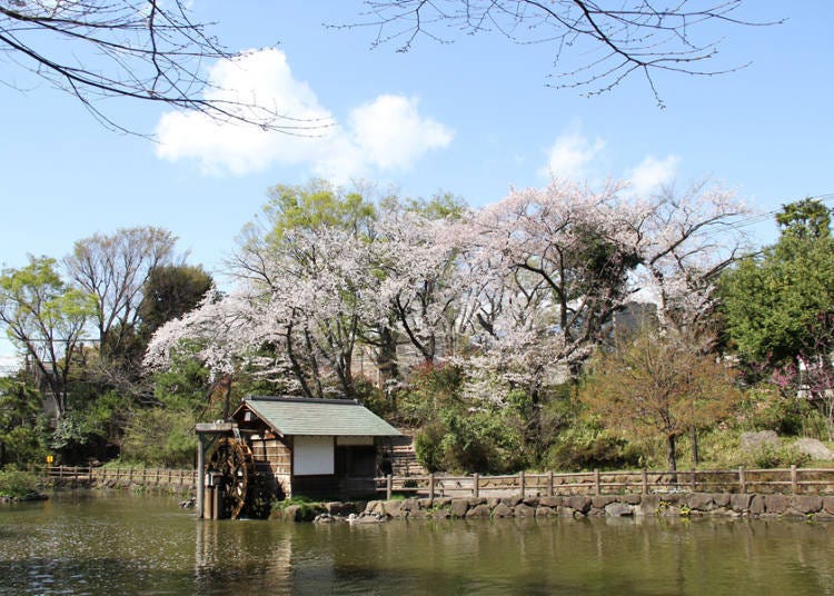 Nabeshima Shoto Park: So Peaceful, You'll Forget that You're in Shibuya