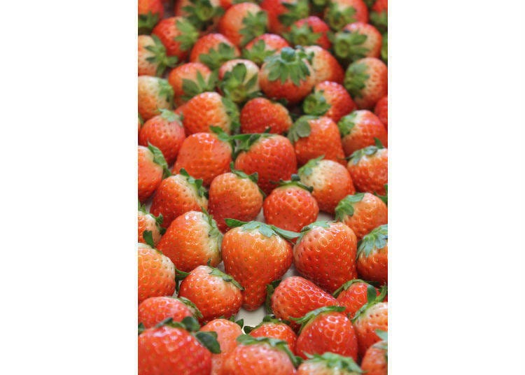 日本草莓品種「さがほのか」(sagahonoka)