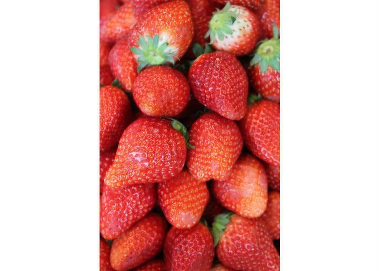 日本草莓品種「とちおとめ」(tochiotome)