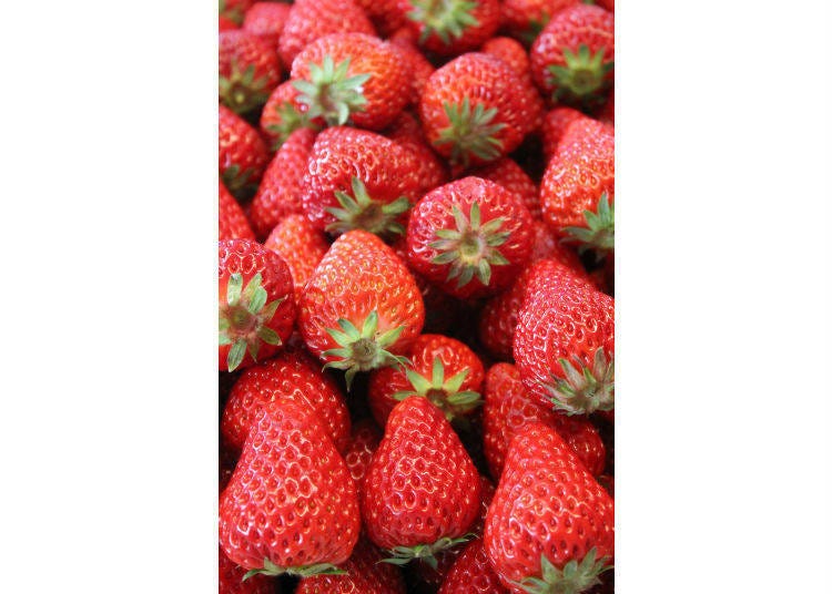 日本草莓品種「紅ほっぺ」(benihoppe)