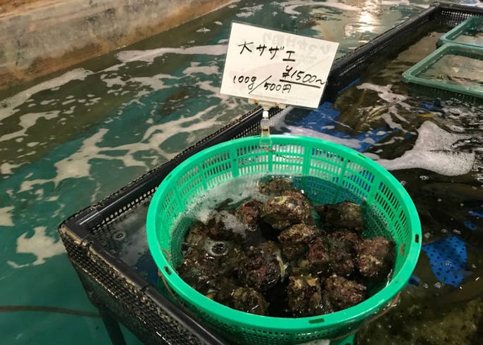 新宿 ざうお に潜入 魚釣りができる居酒屋が楽しすぎ Live Japan 日本の旅行 観光 体験ガイド