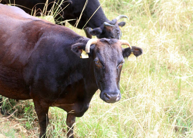 Wagyu Across Japan