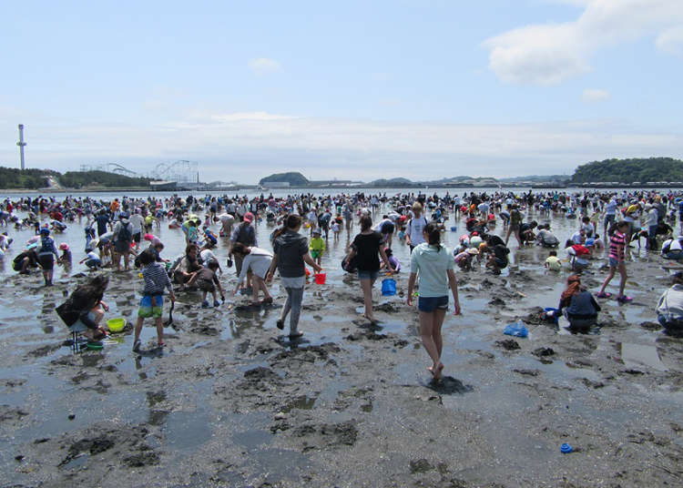 Free Fun in the Sun - Tokyo's Best Clamming and Shellfish Hunting Spots