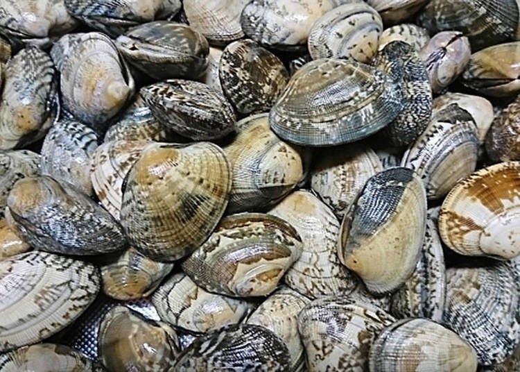 The Rules and Manners of Clamming and Shellfish Hunting