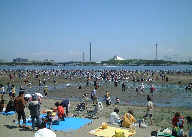 在横滨拾天然花蛤！ 「海之公园」