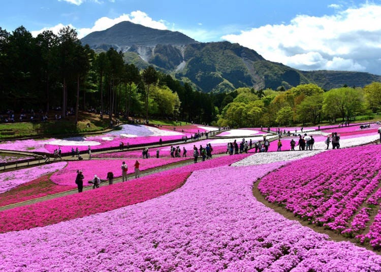 【秩父観光１】4～5月が見ごろの芝桜の丘で一面ピンクの花畑を楽しむ／羊山公園