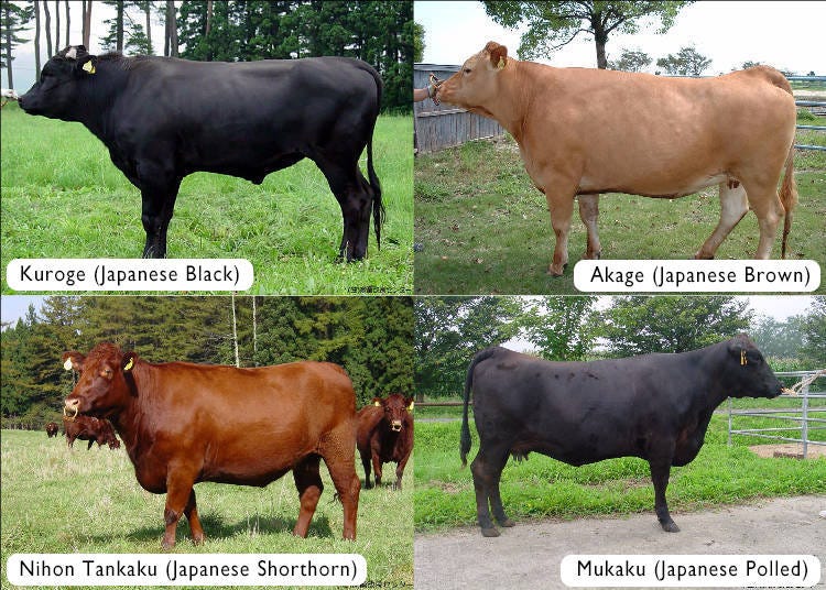 Japanese wagyu beef breeds