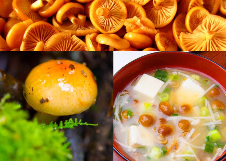 6) 나도팽나무버섯(나메코)