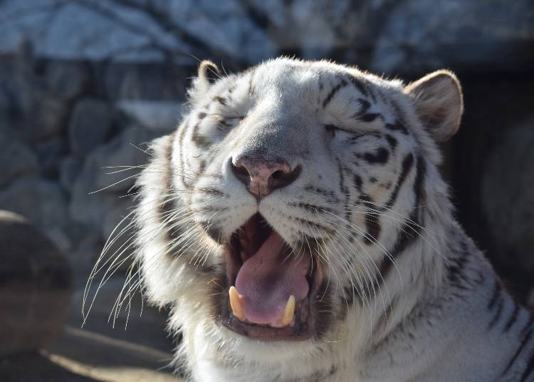 3. Tobu Zoo: A Big, Fun Place Filled with Animals and Attractions