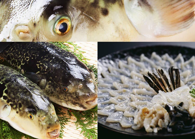 7) Fugu – Pufferfish