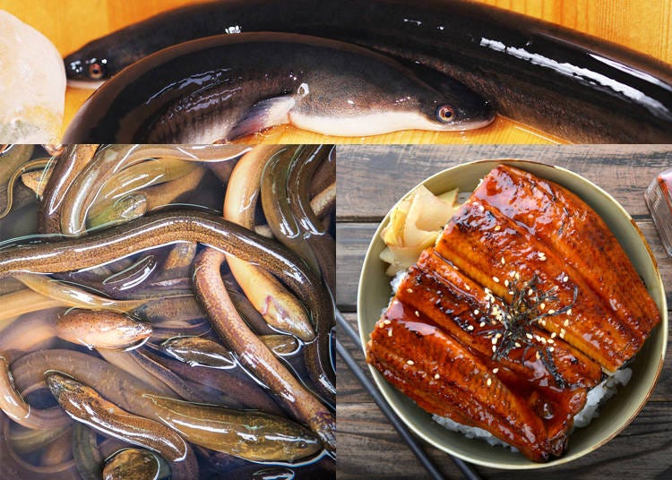 1) Unagi – Japanese Freshwater Eel
