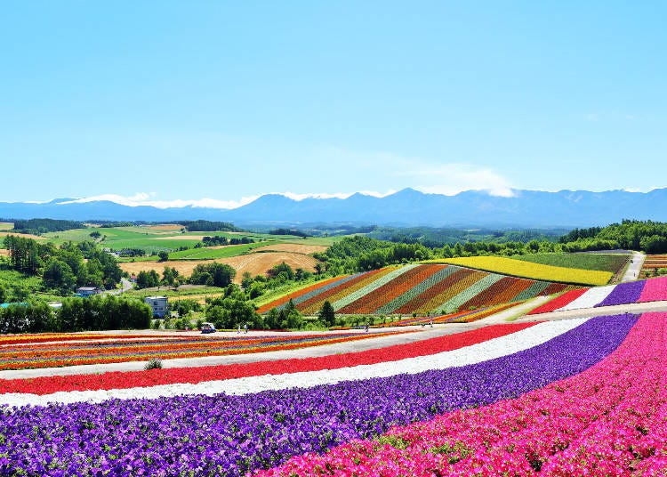 北海道　富良野（画像素材:PIXTA）