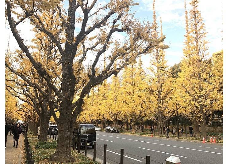ถนนสายแปะก๊วยที่สวนด้านนอกเมจิจิงงู （ภาพจาก: เพจ Facebook 「Ms. Mentaiko's Life and Travel Diary」）