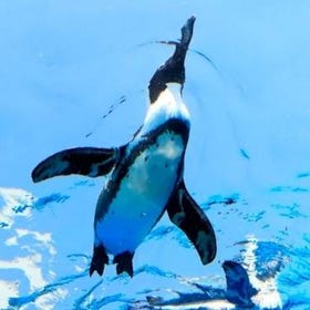 陽光水族館門票