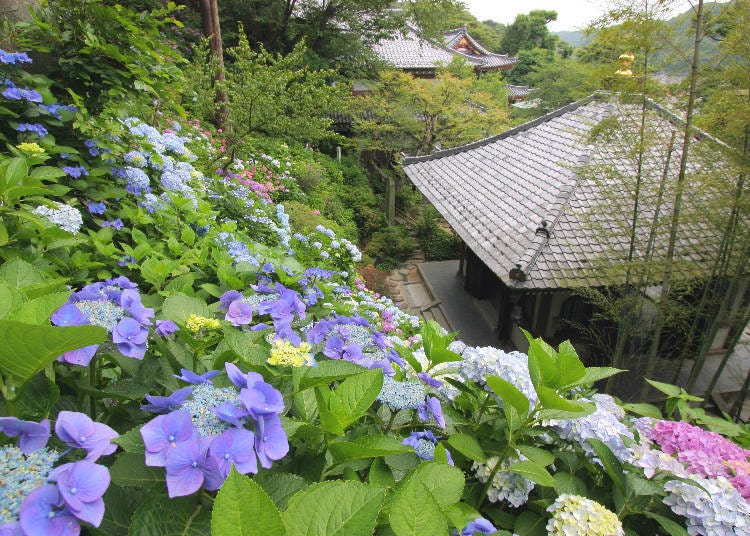 Hydrangeas blooming on the slopes behind the temple.